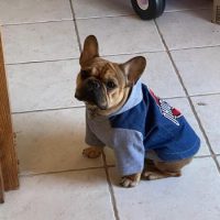 french bulldog with ohio state jersey on