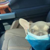 French Bulldog in car