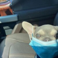 French Bulldog in car