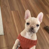 white french bulldog