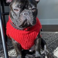 black french bulldog