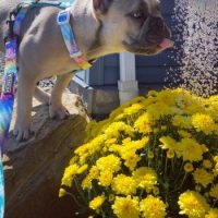 French Bulldog standing near flowers