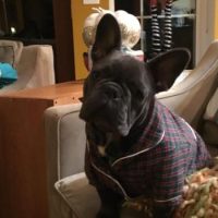 French Bulldog on couch