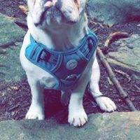 french bulldog standing on rocks