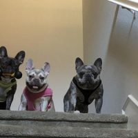 3 french bulldogs standing at the top of the steps