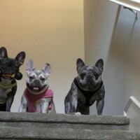 3 french bulldogs standing at the top of the steps