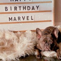 French Bulldog in front of stand