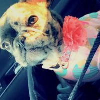 French Bulldog puppy in car