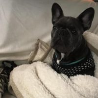 French Bulldog puppy on couch