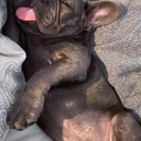 frenchie puppy laying on blanket