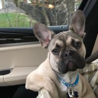 french bulldog in car