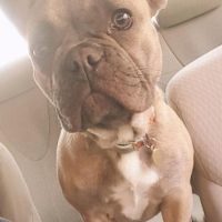 french bulldog inside of car