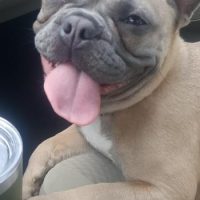 French bulldog in car
