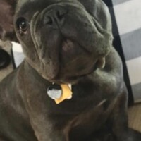 French Bulldog puppy