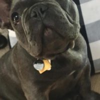 French Bulldog puppy