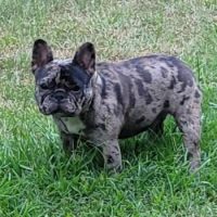french bulldog outside